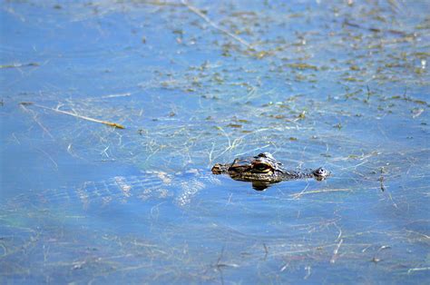 Baby Gator #2 Photograph by Neal Stone - Fine Art America