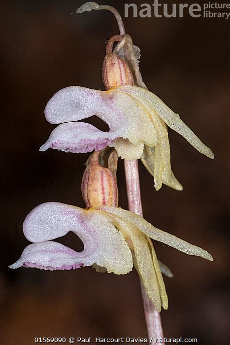 Stock photo of Ghost Orchid (Epipogium aphyllum) very rare and sporadic species growing ...