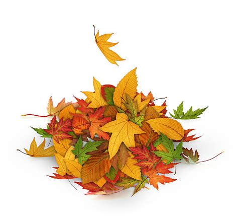 Pile Of Leaves Pictures, Images and Stock Photos - iStock