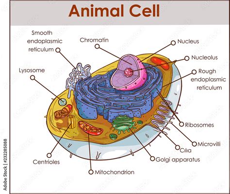 Animal Cell Anatomy Diagram Structure with all parts nucleus smooth ...