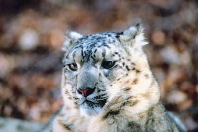 The Snow Leopards on Mount Everest | Animals - mom.me