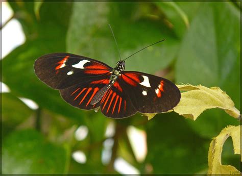 Heliconius melpomene 20111031 by J-Y-M on DeviantArt