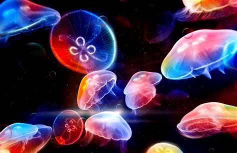 Rainbow Jellyfish Wallpaper | Wallpapers Gallery