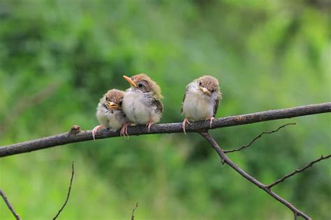 How to Become a Ornithologist