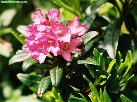 Rhododendron ferrugineum, picture 1 of 2