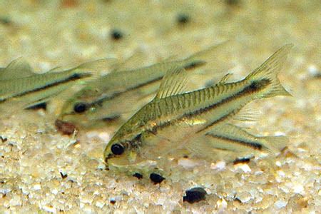 Corydoras pygmaeus (Pygmy Cory) — Seriously Fish