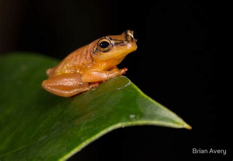 "Golden Frog" by Brian Avery | Redbubble