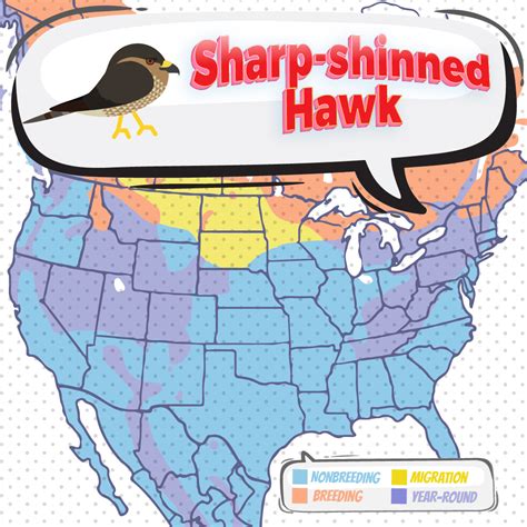 Sharp-shinned Hawk - Bird Watching Academy