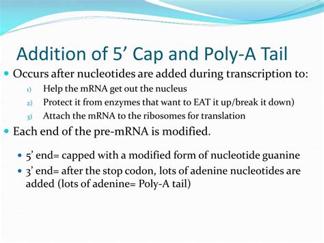 PPT - Protein Synthesis: Making proteins PowerPoint Presentation, free ...