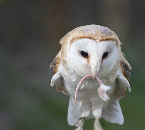 Barn Owl (Tyto alba) Feeding | Highly Commended in the 2011 … | Flickr