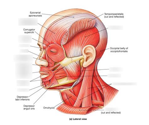 Facial Muscles Diagram Diagram | Quizlet