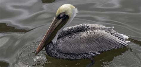 Pelican Dream Meaning | Remarkable Lessons (2022)