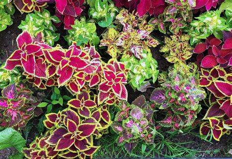 25 Colorful Coleus Plant Varieties to Set Your Garden or Home Ablaze