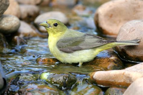 Female Scarlet Tanager photo - Bruce Cole photos at pbase.com