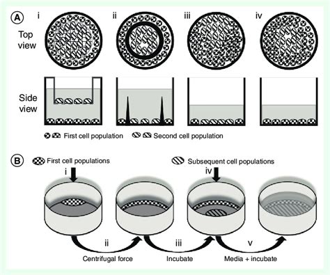 Schematic diagram of co-culture methods and steps. A) Transwell inserts ...