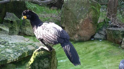 A male black curassow Crax alector is a species of bird in the family Cracidae. 21883706 Stock ...