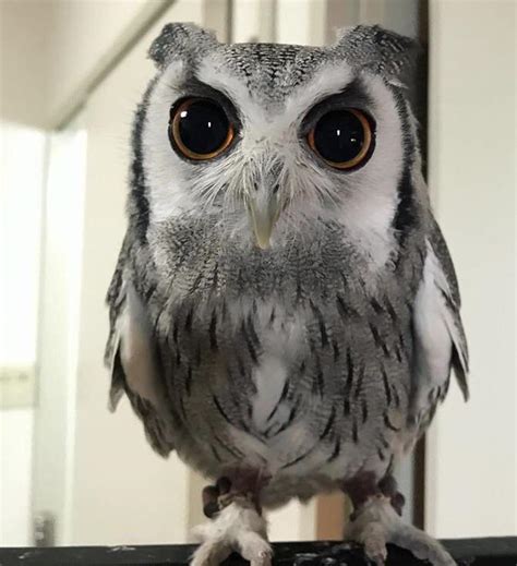 Large, superb owl eyes. : Owls