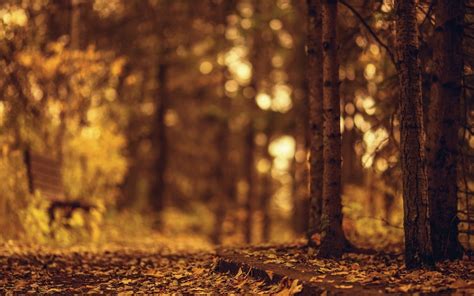 Forest trees, brown, bench, blurred, nature HD wallpaper | Wallpaper Flare