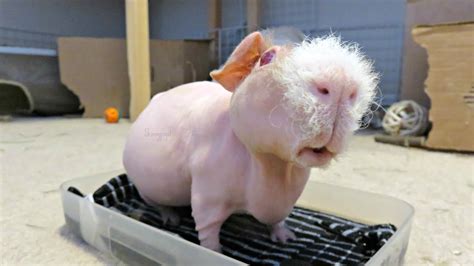 Epsom Salt Soak: Bumblefoot Treatment For Guinea Pigs - YouTube