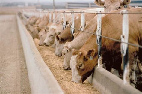 Cattle Feed Buy Cattle Feed in Mumbai Maharashtra India from Hindustan ...