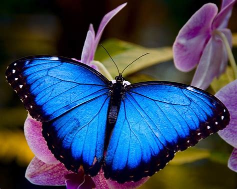 Beautiful Blues | Blue morpho butterfly, Butterfly pictures, Morpho butterfly