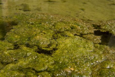 Green algae stock photo. Image of stream, biology, environment - 125699008