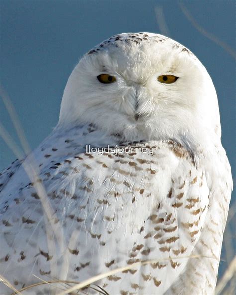 "Snowy Owl Eyes" by lloydsjourney | Redbubble