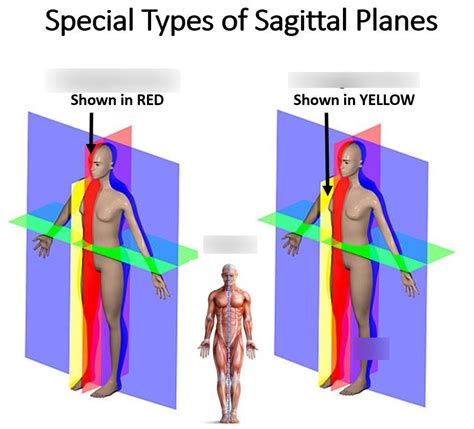 Midsagittal Plane