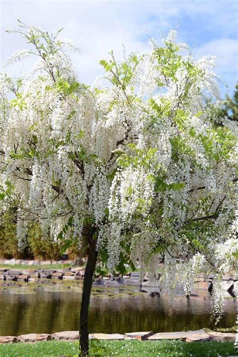 Buy White Wisteria Vine (Wisteria sinensis 'Alba') | FREE SHIPPING | Wilson Bros Gardens | 3 ...