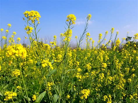 How tiny pests traverse long distance to attack mustard crops