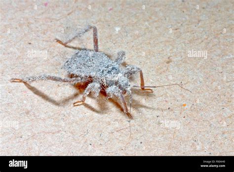 Masked hunter bug, Fly bug (Reduvius personatus), nymph, Germany Stock Photo - Alamy