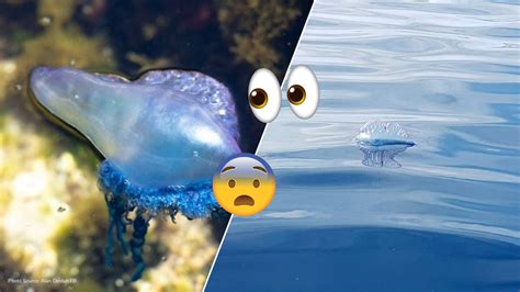 Portuguese Man 'O War jellyfish spotted along southern coast of Malta