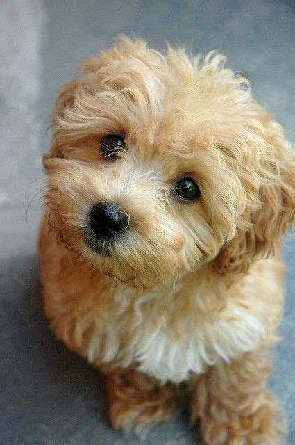 Maltipoo | Cute animals, Cute dogs breeds, Cute dogs