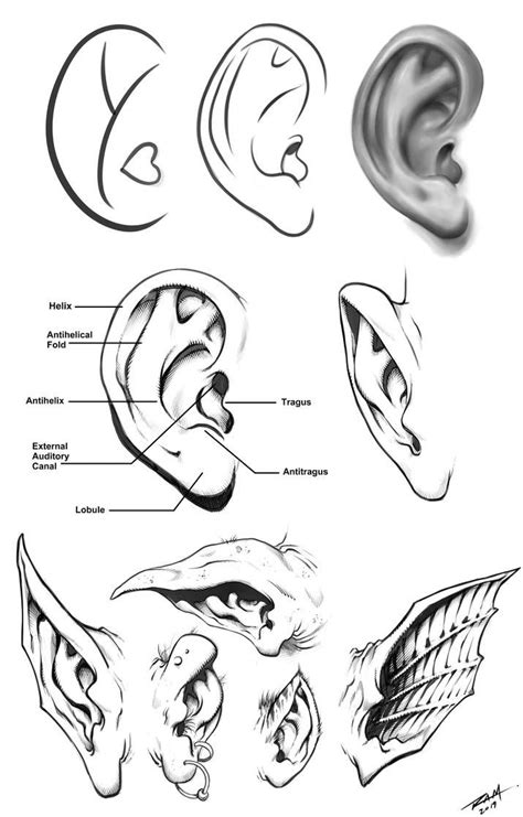 Ear Drawing Reference Simple - Obrigado Wallpaper