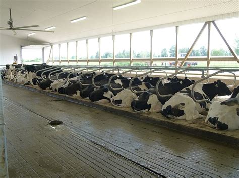 Dairy housing - layout options | ontario.ca