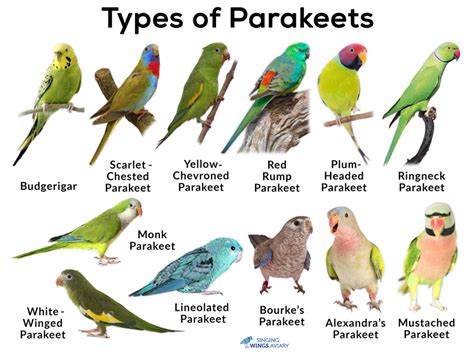 Is this Sub for every type of Parakeet? : r/Parakeets