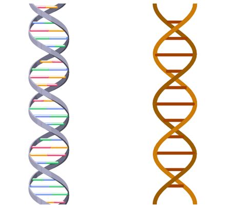 DNA Structure and Replication ( Read ) | Biology | CK-12 Foundation