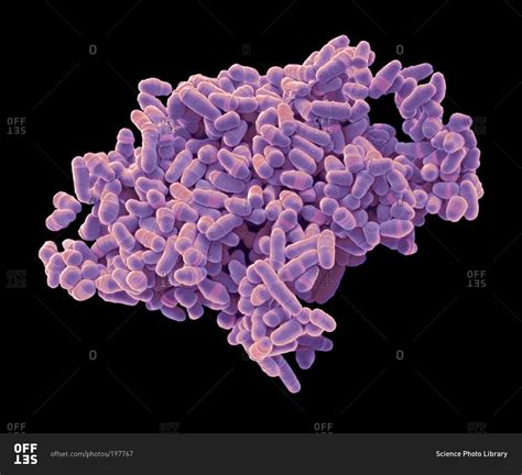 Scanning electron micrograph of Schizosaccharomyces pombe yeast stock photo - OFFSET