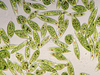 Euglena Under Microscope - Bing Images | Biology, Plant leaves, Protists