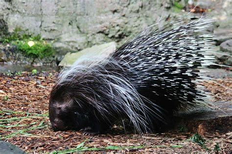 Can Porcupines Shoot Their Quills? (Answered) - Wildlife Informer