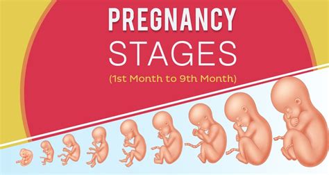 pregnancy calendar by month - hiccups pregnancy