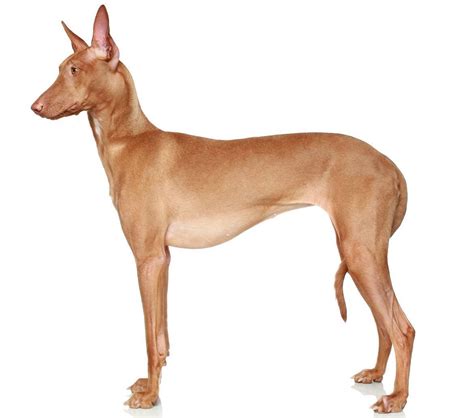 Pharaoh Hound - Dog Breed Guide