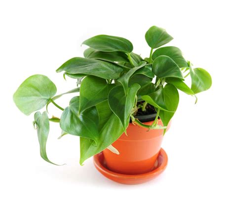 Houseplant | Watering, Light & Fertilizing | Britannica