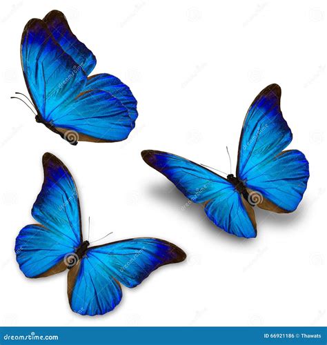 Blue Butterflies Flying