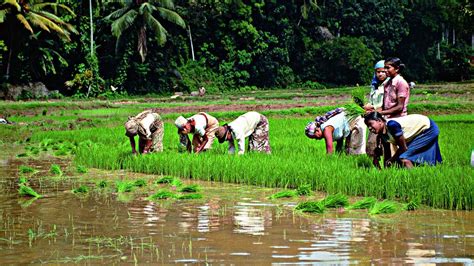 Farming Experienc, Soul Sri Lanka, Tour Company in Colombo, Holiday and ...