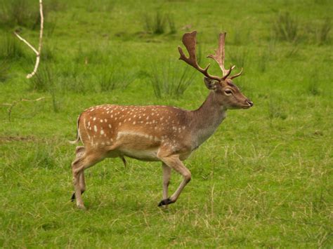 File:Fallow deer in field.jpg - Wikipedia