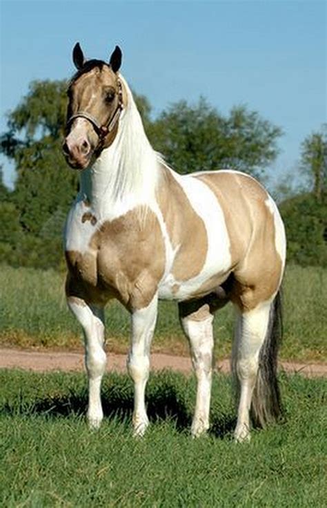 Pin on Palomino Paint