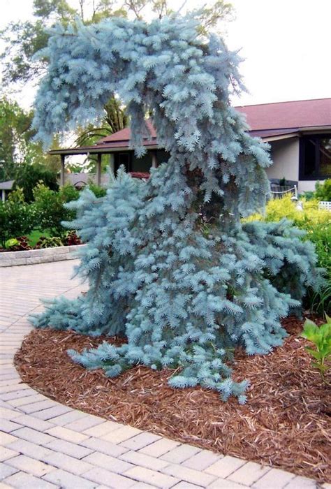 40+ Beauty Blue Tree Landscaping Ideas 40+ Beauty Blue Tree Landscaping Ideas Bore Dwarf Globe ...