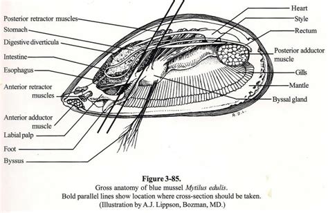 7th Grade Science 2016-17: Readings on Mollusca and images of soft shell clams