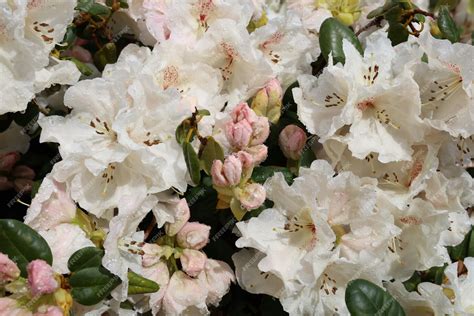 Free Photo | Closeup shot of white rhododendron flowers